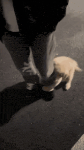 a person is walking a puppy on a leash