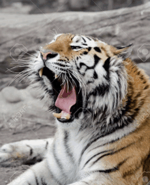 a close up of a tiger with its mouth open stock photo