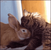 a cat and a rabbit are laying next to each other and the cat is petting the rabbit 's ear ..