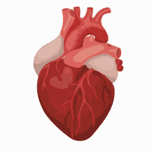 a cartoon drawing of a human heart with a white background