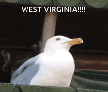 a white seagull with a yellow beak is sitting on a fence with the words west virginia !!! written above it