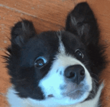 a close up of a black and white dog laying on a wooden floor