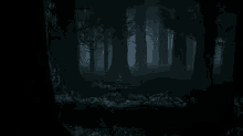 a dark forest with trees and shrubs at night