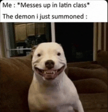 a white dog is smiling while sitting on a couch in a room .