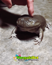 a person petting a frog with nirmalabet situs judi terpercaya written on it