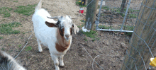 a brown and white goat standing next to a wooden post