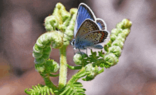 a butterfly is perched on a green plant