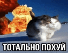 a cat is standing in front of a large explosion with the words totally poxyy written on the bottom