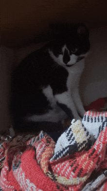 a black and white cat sitting on top of a plaid blanket