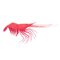 a pixel art of a red shrimp on a white background with watermarks that say pixmo pixmo pixmo pixmo pixmo pixmo