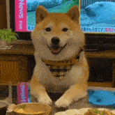 a dog is sitting at a table with a bowl of food in front of a tv that says news fnn