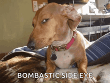 a dog with a red collar is laying on a blanket with the words bombastic side eye below it