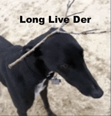 a black dog with a stick in its mouth and the words long live der written above it