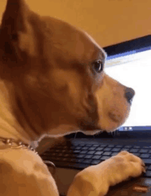 a dog is typing on a laptop computer