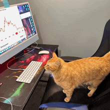 a cat standing in front of a computer monitor that says buying power on it