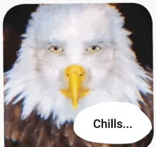 a bald eagle with a yellow beak and a white speech bubble that says `` chills ... '' .