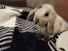 a small rabbit is sitting on a black and white blanket