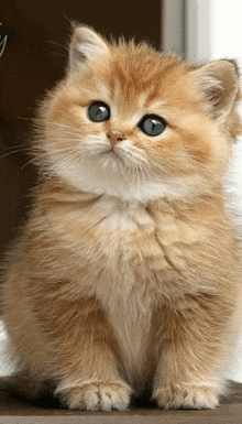 a small fluffy kitten with blue eyes is sitting on a table