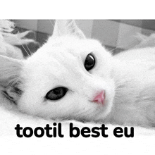 a black and white photo of a white cat with the words tootil best eu above it