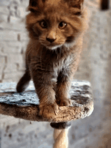 a small brown kitten standing on a stool