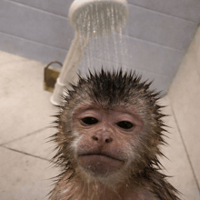 a monkey is taking a shower with a shower head behind it