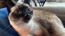 a close up of a siamese cat laying on a blue blanket