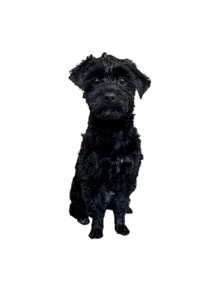 a small black dog is standing on its hind legs