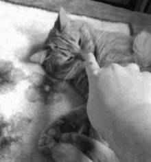 a black and white photo of a person petting a sleeping cat