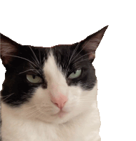 a black and white cat looking at the camera with a white background