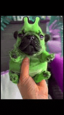 a person is holding a small dog in a green costume .