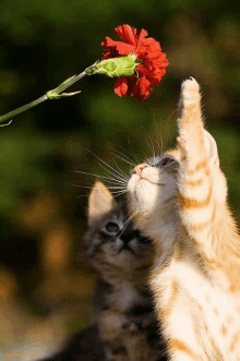 a cat reaching up to smell a red flower