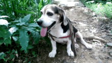 a dog with a pink tongue is sitting on a dirt path in the woods