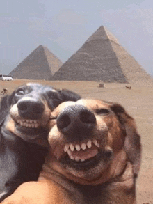 two dogs are taking a selfie in front of the pyramids in the desert .