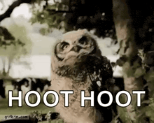 a baby owl is standing in the grass and looking up at the camera .