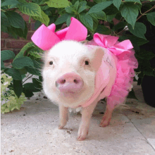 a pig wearing a pink bow and a pink tutu