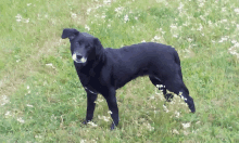 a black dog standing in a field of grass