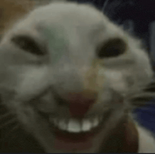 a close up of a cat 's face with a big smile .