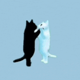 a black and white cat standing next to each other on its hind legs