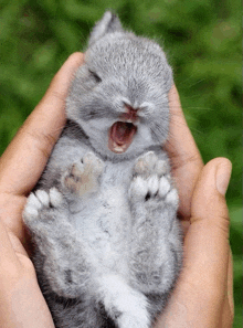 a person is holding a small gray bunny with its mouth open