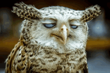 a close up of an owl with its eyes closed and its beak open