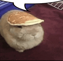 a cat with a pancake on its head is laying on a bed .