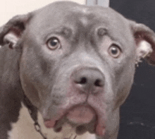 a close up of a gray and white dog looking at the camera with a surprised look on its face .