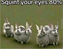 a bunch of rabbits standing next to each other with the words squint your eyes 80 % above them