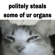 a cat is making a funny face with the words politely steals some of ur organs below it .