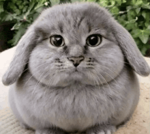 a cat that looks like a rabbit is sitting on a bed .