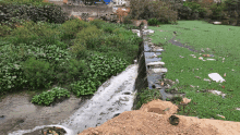 a river flows through a lush green field of plants