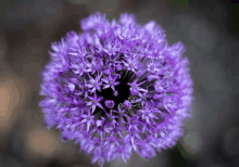 a close up of a purple flower with a black center on a gray background .