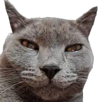 a close up of a gray cat 's face with a white background