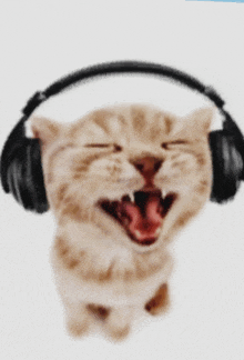 a kitten wearing headphones with its mouth open