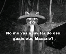 a raccoon wearing a sombrero and coat is standing in the woods .